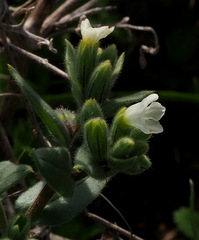 Nonea philistaea