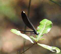 Calopteryx maculata image
