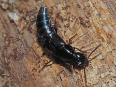 Quedius mesomelinus