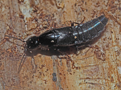 Quedius mesomelinus