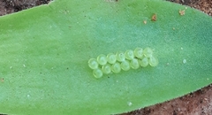 Heraclides anchisiades