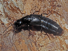 Quedius mesomelinus