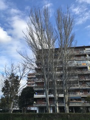 Populus alba