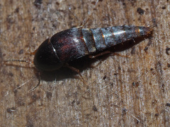 Sepedophilus testaceus