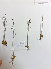 Micranthes foliolosa