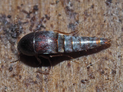 Sepedophilus testaceus