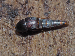 Sepedophilus testaceus