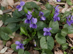 Viola alba dehnhardtii
