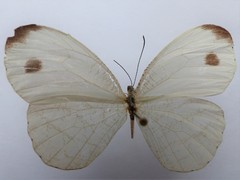 Leptosia hybrida hybrida