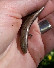 Chalcides bedriagai