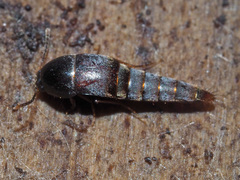 Sepedophilus testaceus