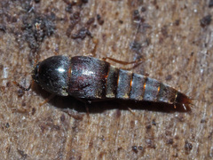 Sepedophilus testaceus