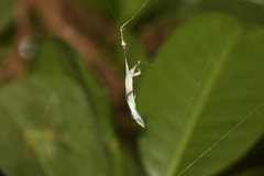 Emoia cyanura