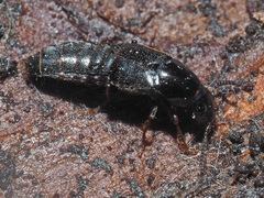 Quedius mesomelinus