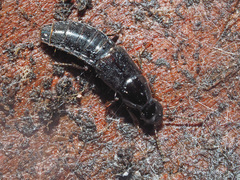 Quedius mesomelinus