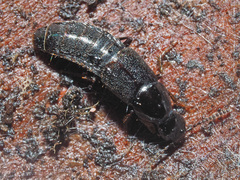 Quedius mesomelinus
