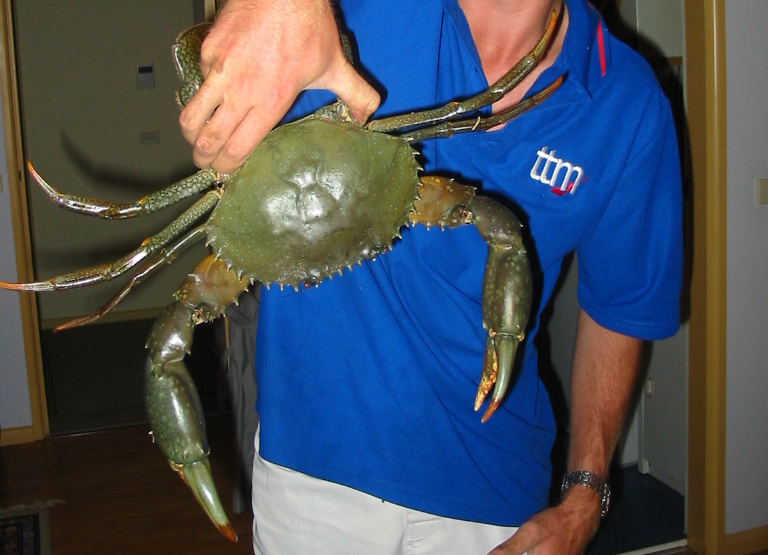 giant mud crab