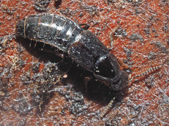 Quedius mesomelinus