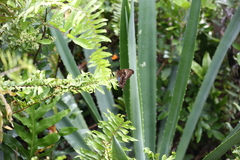 Papilio montrouzieri