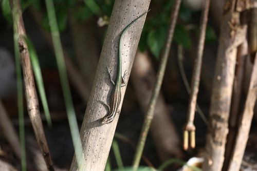 Copper-tailed Skink, Emoia cyanura