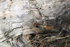 Lygaeus kalmii angustomarginatus