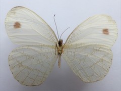 Leptosia hybrida hybrida