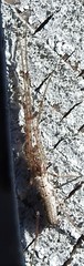Tetragnatha versicolor