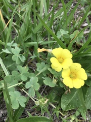 Oxalis conorrhiza