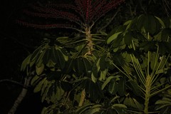 Bavayia crassicollis