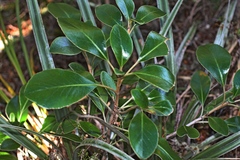 Brachyglottis buchananii