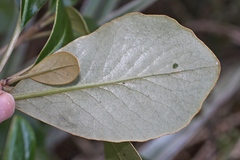 Brachyglottis buchananii