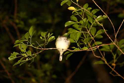 Fan-tailed Gerygone (Gerygone flavolateralis), photo 5