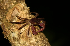 Geograpsus grayi