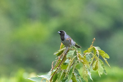 Schistochlamys melanopis