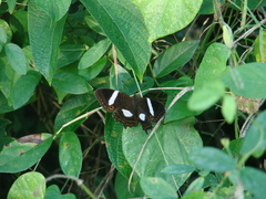 Anartia chrysopelea