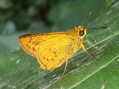 Telicota augias