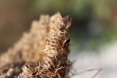 Parexochomus nigromaculatus