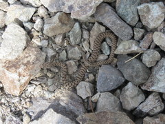 Hemorrhois ravergieri