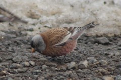 Leucosticte tephrocotis littoralis