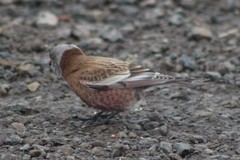 Leucosticte tephrocotis littoralis