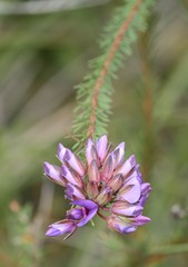 Gompholobium confertum