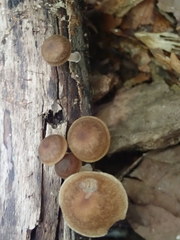Mycena semivestipes