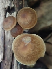 Mycena semivestipes