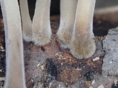 Mycena semivestipes