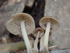 Mycena semivestipes