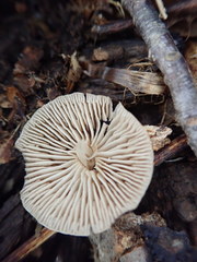 Mycena semivestipes
