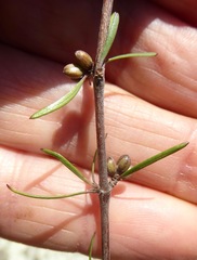 Coprosma intertexta