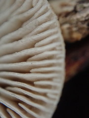 Mycena semivestipes