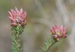 Gompholobium confertum