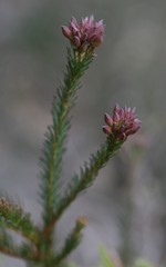 Gompholobium confertum